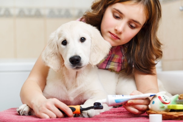 A young girl applying toothpaste onto a toothbrush while holding a Golden Retriever puppy