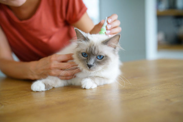 Owner applying topical flea control to her cat