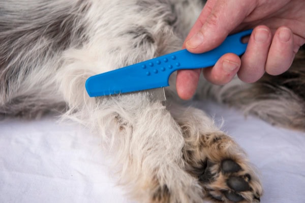 Dog owner using a flea comb and combing her dog as a way to tell if the dog has fleas