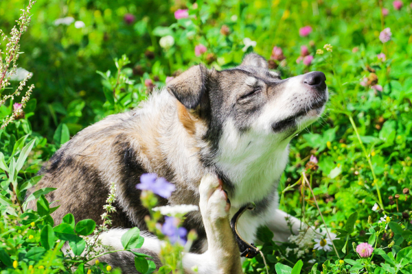 Dog scratching himself from fleas