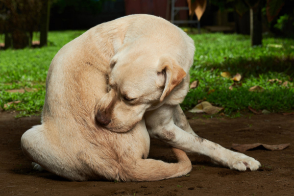 Dog chewing his hind end from fleas