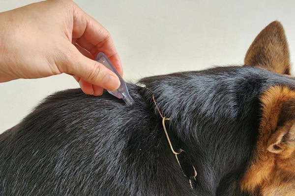 Owner applying topical flea control to her dog