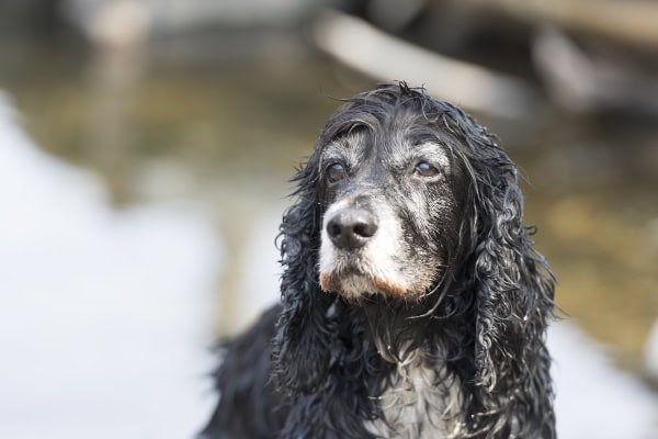 Senior Cocker Spaniel dog outside near the water
