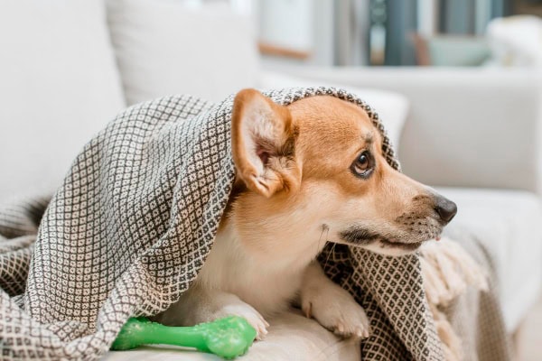 Corgi dog looking sad from the flu