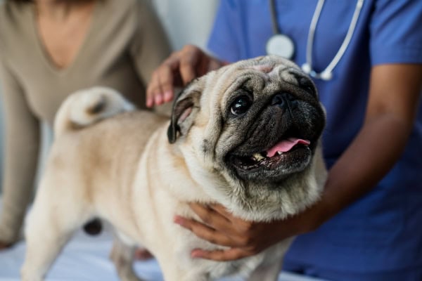 Pug being examined by a vet for canine influenza