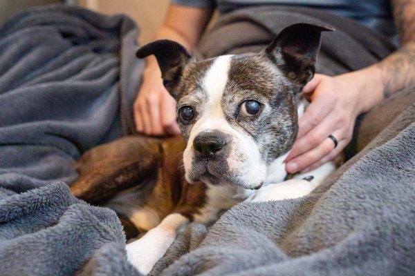 Boston Terrier sitting comfortably in his owner's lap before getting subcutaneous fluids