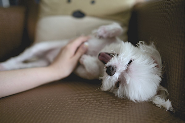 Owner massaging her dog to alleviate any soreness after subcutaneous fluids