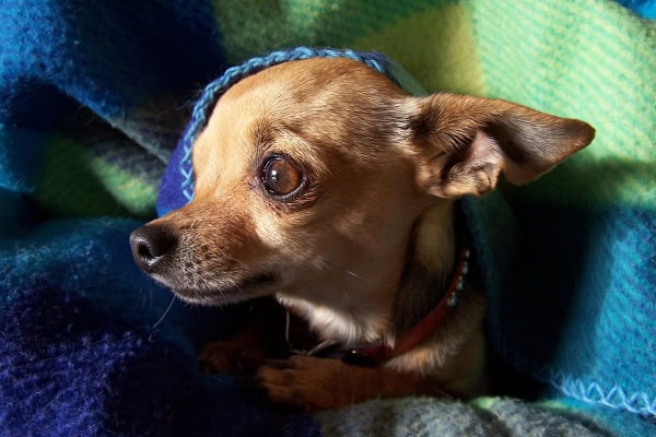 Chihuahua hiding in a blanket