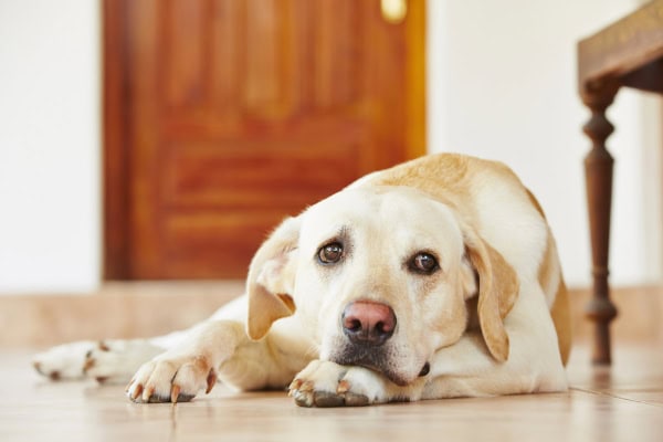 Labrador Retriever laying down on the floor