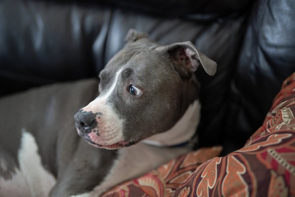 Nervous pitbull on the couch