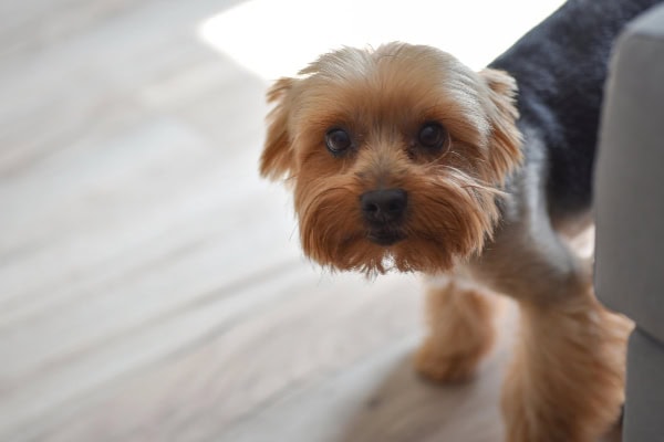 Yorkie hiding by a couch