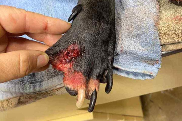 Dog paw with a wound from a foxtail, this can often predispose to interdigital cysts in dogs