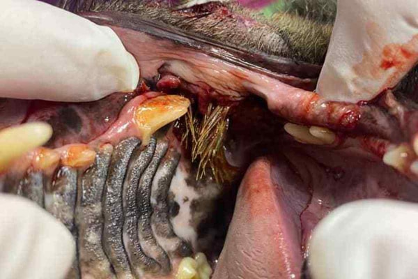Close-up photo of multiple foxtails caught in the back of a dog's mouth.