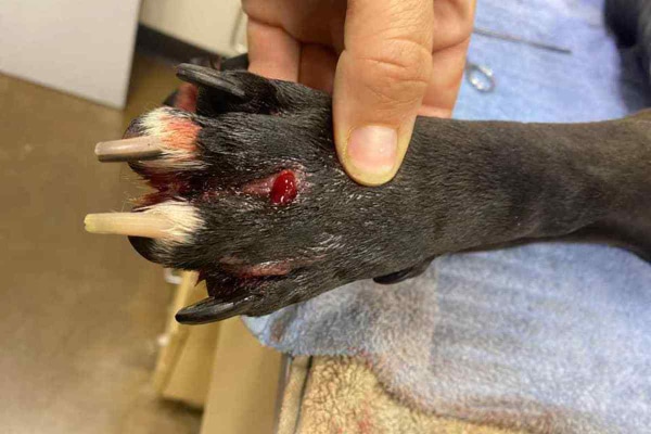 Foot of a dog with a swollen, bleeding mass from an embedded foxtail.