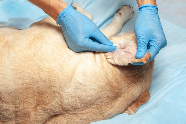 Vet examining a dog's ear for foxtails.