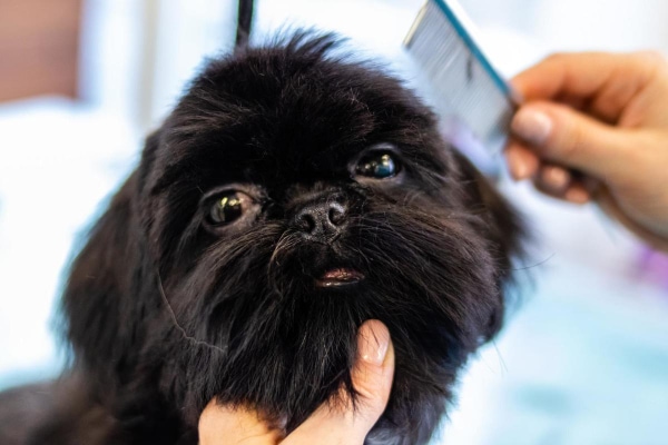 Owner grooming their dog for foxtails.