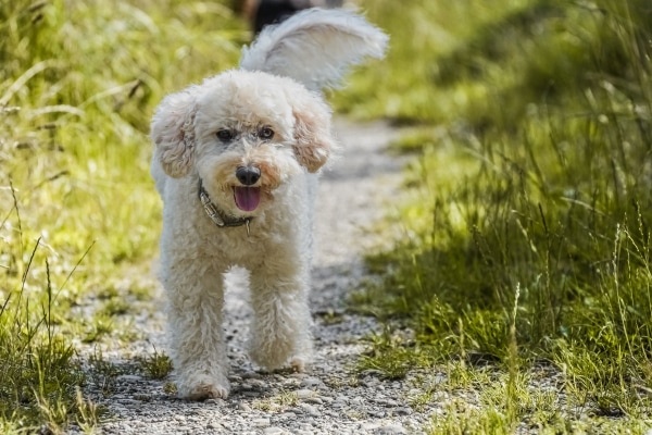 Poodle walking through grass that may have foxtails.