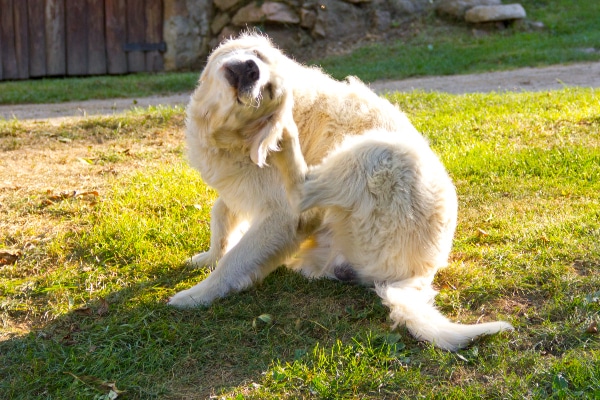 Golden Retriever scratching at his ear because of a foxtail.