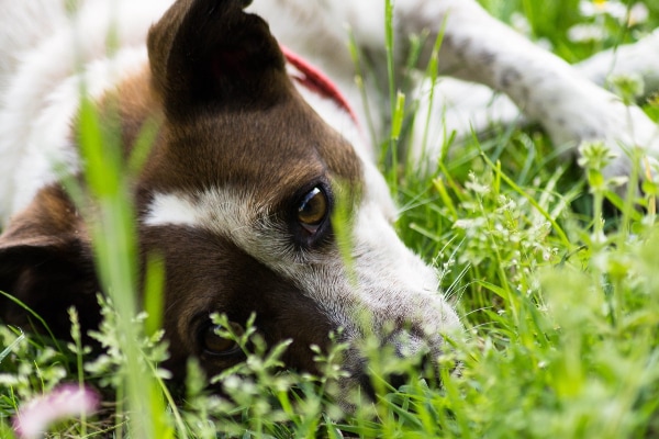 Dog lying in the grass, at risk for a foxtail.