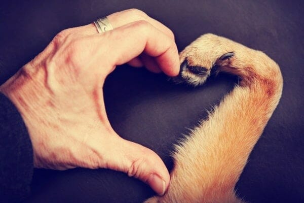 hand and paw making a heart, photo