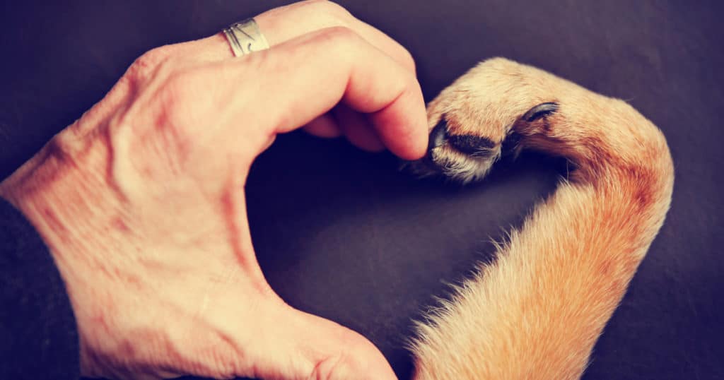 hand and paw making a heart, photo