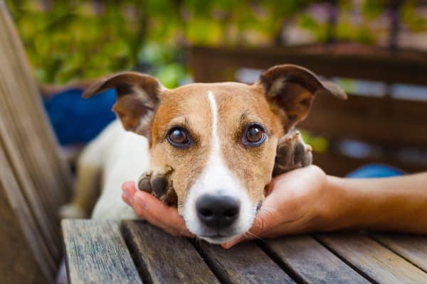 jack russell senior dog, photo