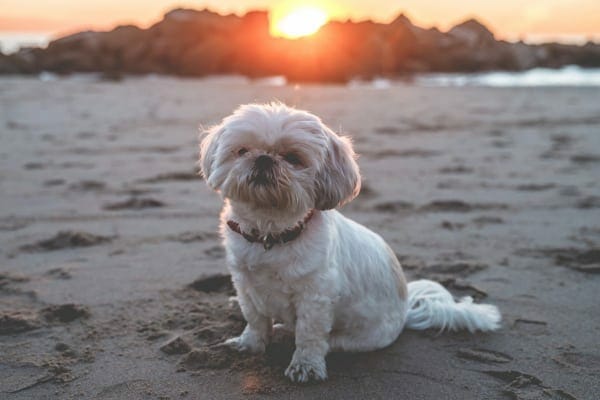 frail shih tzu dog on beach, photo
