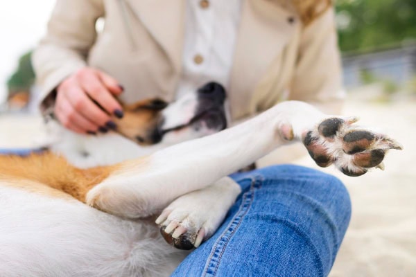 Dog in owner's lap showing feet