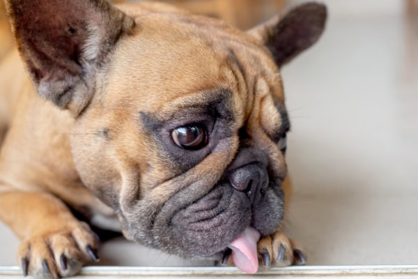 French Bulldog licking feet