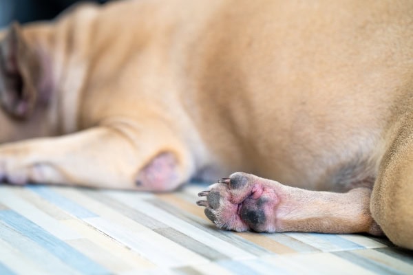 Dog with red, yeasty paws