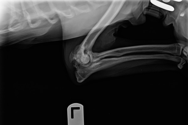Radiograph of a dog with severe elbow arthritis