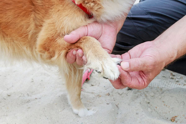 Dog limping on front leg due to a broken toenail