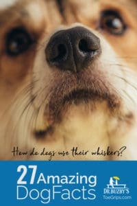 Photo of dog's nose and title 27 Amazing Dog Facts