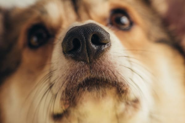 photo of dogs nose and fun fact about dogs whisker as a way pick up changes in air