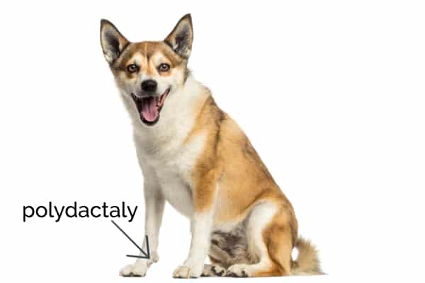 photo of norwegian lundehund dog and arrow pointing to polydactaly