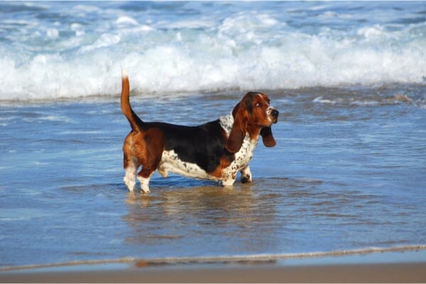 photo of bassett hound 