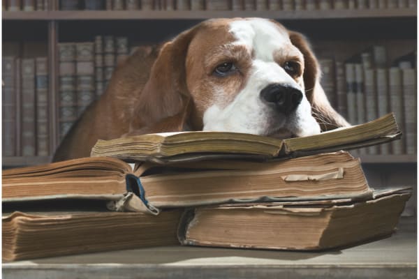 photo of dog resting his head on open books