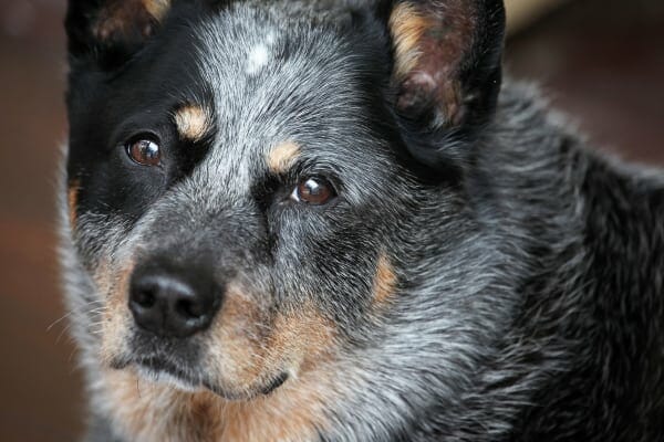 photo of australia cattle dog and the fun facts about dog that lived to be 29