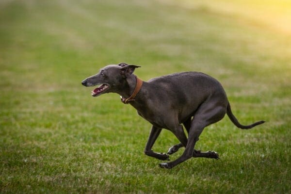 photo of greyhound running