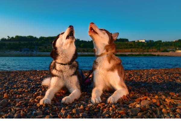 photo of two dogs howling as an example of a fun fact about dogs adjusting their pitch 