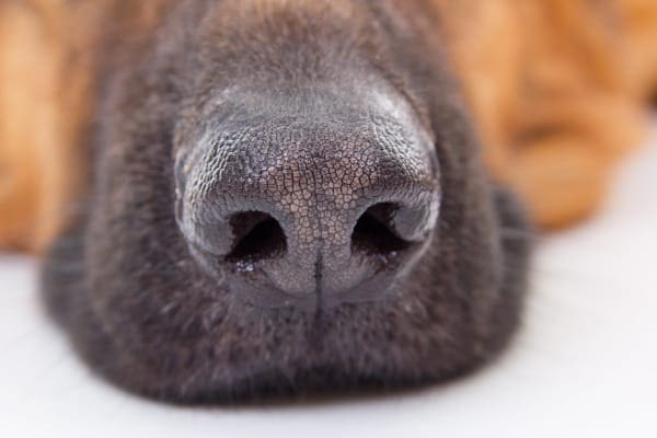 photo of dog's nose and fun fact about dogs