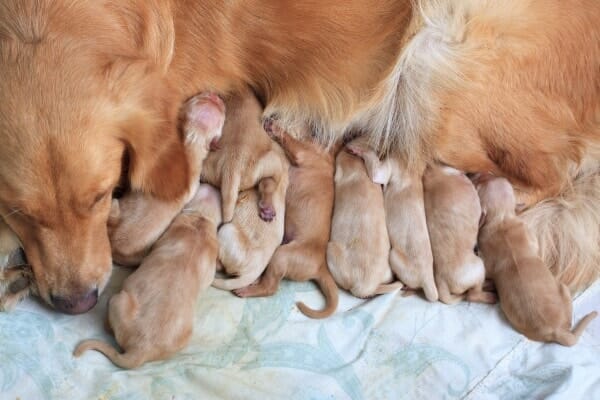 photo of a litter of puppies to show fun facts about dogs noses 