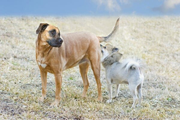 photo of small dog sniffing larger dog's hind end