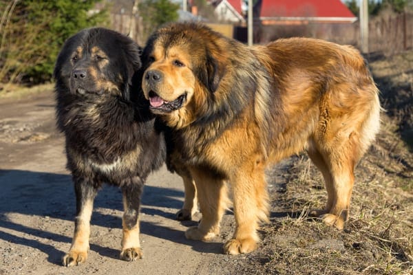 Two Tibetan Mastiff dogs