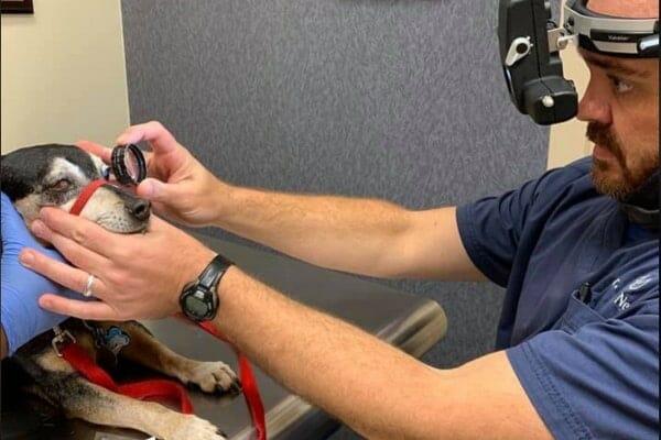 A veterinarian gently holding a senior dog's face while doing a fundic exam of the retina in the dog's eye