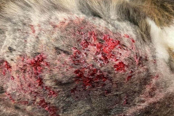Photo of severe post grooming furunculosis on the back of a dog