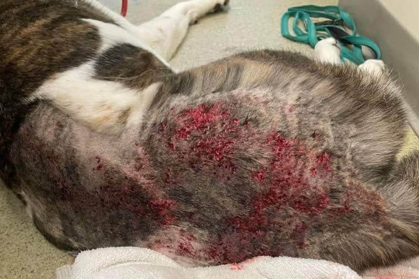 Dog with severe post grooming furunculosis along his back.