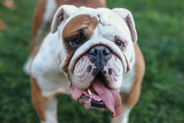 Bulldog with interdigital furunculosis standing in a grass field.