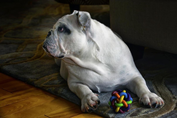 Bulldog after finishing antibiotics for furunculosis, playing with a toy.