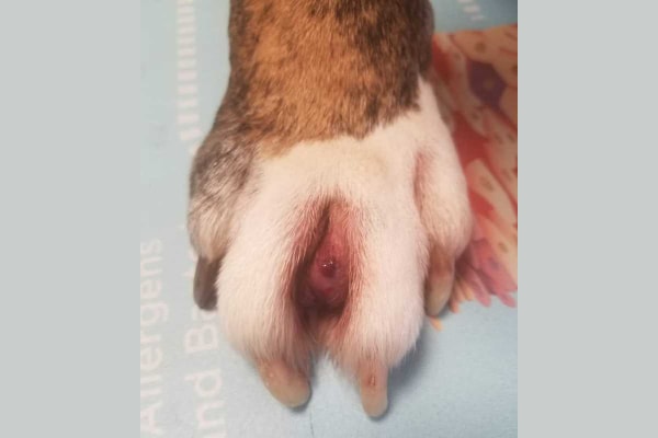 Dog's paw with interdigital furunculosis.